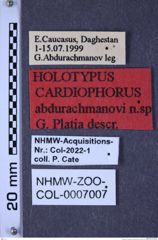 Etiketten zu Cardiophorus abdurachmanovi (Platia, 2018) (NHMW-ZOO-COL-0007007)